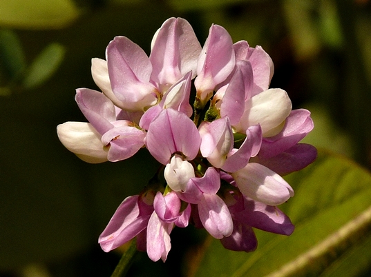 {Coronilla varia}